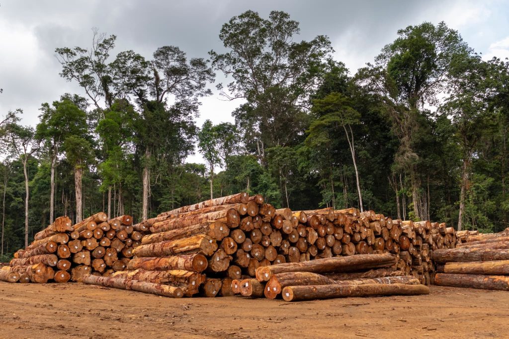 Why choose sustainable timber? A joiner’s guide Stafford Joinery