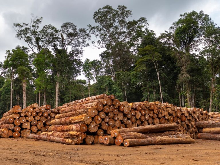 Why choose sustainable timber? A joiner’s guide Stafford Joinery